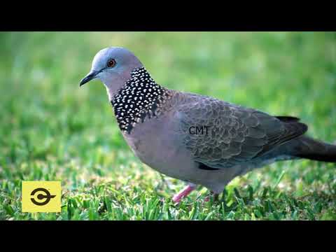 Video Tiếng Chim CU GÁY GỌI TẬP Bổi cực hay mới nhất - youtube
