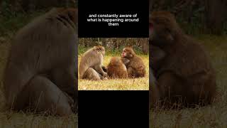 Curious macaque moments. Like &amp; follow! #wildlife #nature #monkey #wildlifeencounters