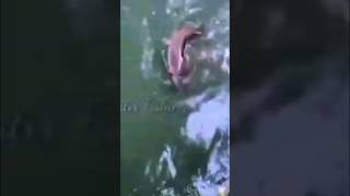 Gak sangka strike ikan besar di selokan || #short #fishing #experiment