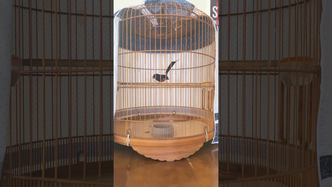 Vào Lửa🔥🔥🔥 Chim Choè Lửa Đơn Giản Hiệu Quả