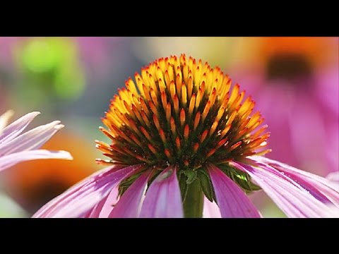 Video: Hvem Gråter Echinacea For?