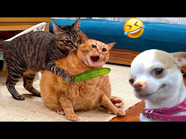 Funniest Cats And Dogs Videos 😁 - Best Funny Animal Videos 2024 🥰#7 class=