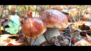 Белые Грибы в Сентябре. Осенние грибы в Ярославском лесу