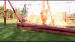 exploding dog