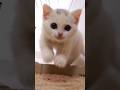 ダッシュで走り回る子猫が元気すぎた！　#マンチカン #白猫 #短足