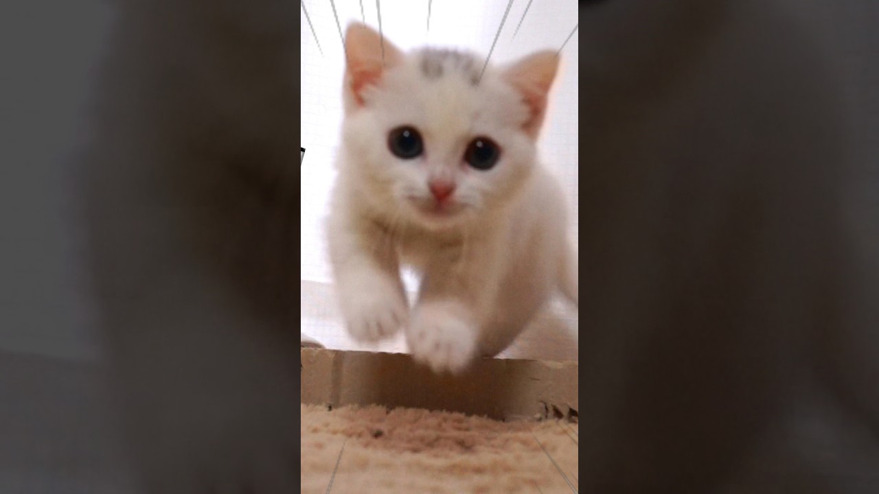 ダッシュで走り回る子猫が元気すぎた！　#マンチカン #白猫 #短足