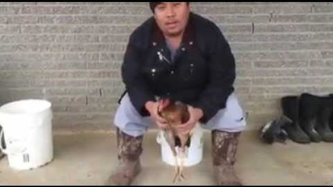 How to Select a Good Hen