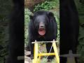 small to giant animal transformation