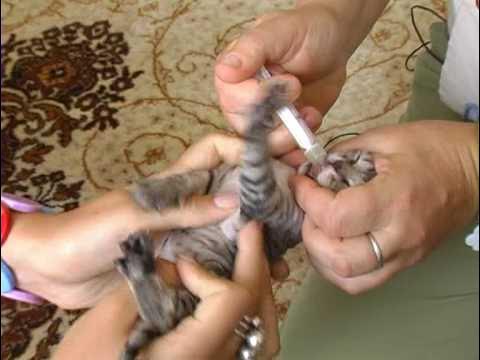 Прививать ли домашнюю кошку. Кошачья вакцина от бешенства. Вакцинация кошек во взрослом возрасте. Кошка в ветеринарной клинике. Как сделать укол шиншилле.