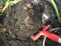 里芋掘り機「掘ったろう」