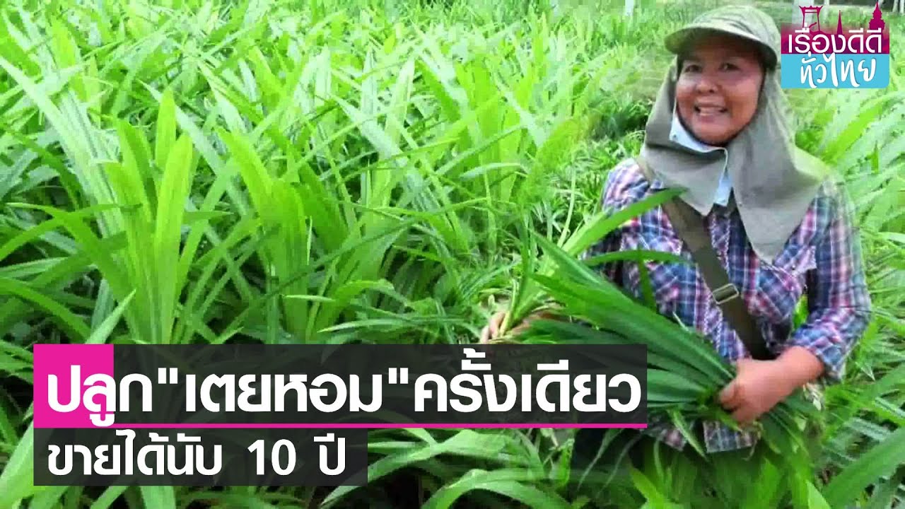 ปลูกเตยหอม ลงทุนครั้งเดียวขายได้สิบปี  I เรื่องดีดีทั่วไทย I 17-5-65