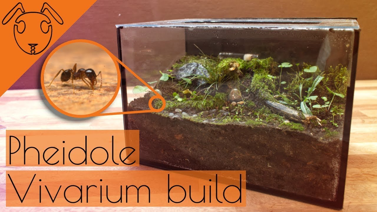 Pheidole Vivarium Build *Tutorial*