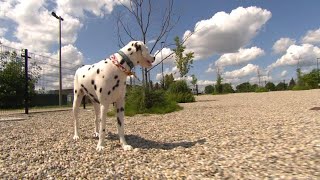 Pea gravel in off-leash park injures pup’s paws