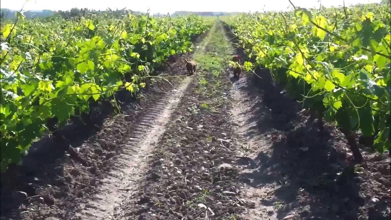 Basset leonados cazando conejo en zarzas YouTube