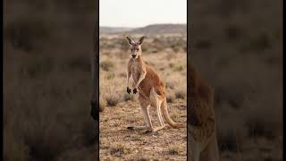Why Can’t Kangaroos Easily Walk Backward