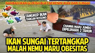 IKAN SUNGAI TERTANGKAP! MALAH NEMU CHANNA MARU OBESITAS! NAMBAH GLOFISH BUAT NEMENIN IKAN SUNGAI!