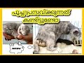 Cat giving birth to 6 kittens  പൂച്ച പ്രസവിക്കുന്നത് കണ്ടിട്ടുണ്ടോ അറിയേണ്ടതെല്ലാം Come with me