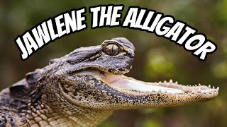 JAWLENE’S JOURNEY, an alligator tail.