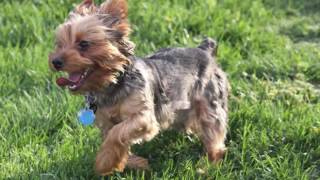 Northridge Court Apartments in Spokane, WA - ForRent.com