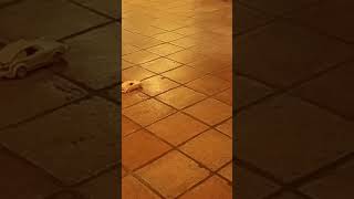 Test Drive Of Ruf Yellowbird By Cada