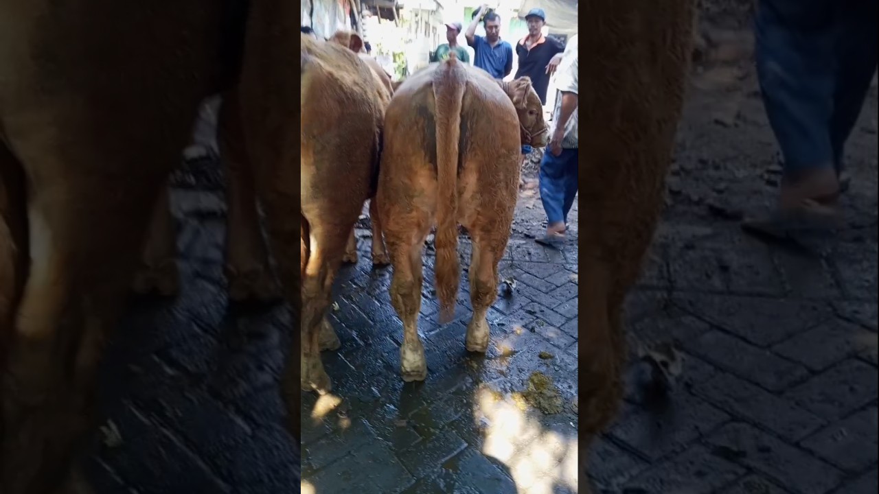 pedet super istimewa 