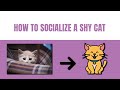 How to socialize a shy cat