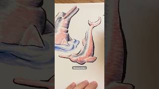 Day 76: Amazon River Dolphins! Thanks for the suggestions everyone! Facts from Wikipedia.