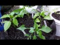 Beginning of video