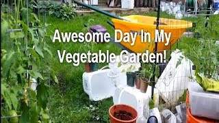 Awesome Day In My Vegetable Garden! Planted Winter Sown Seedlings