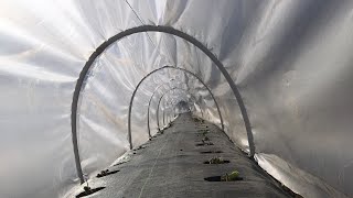 Çi̇lek Tünel Sera Çalişmasi