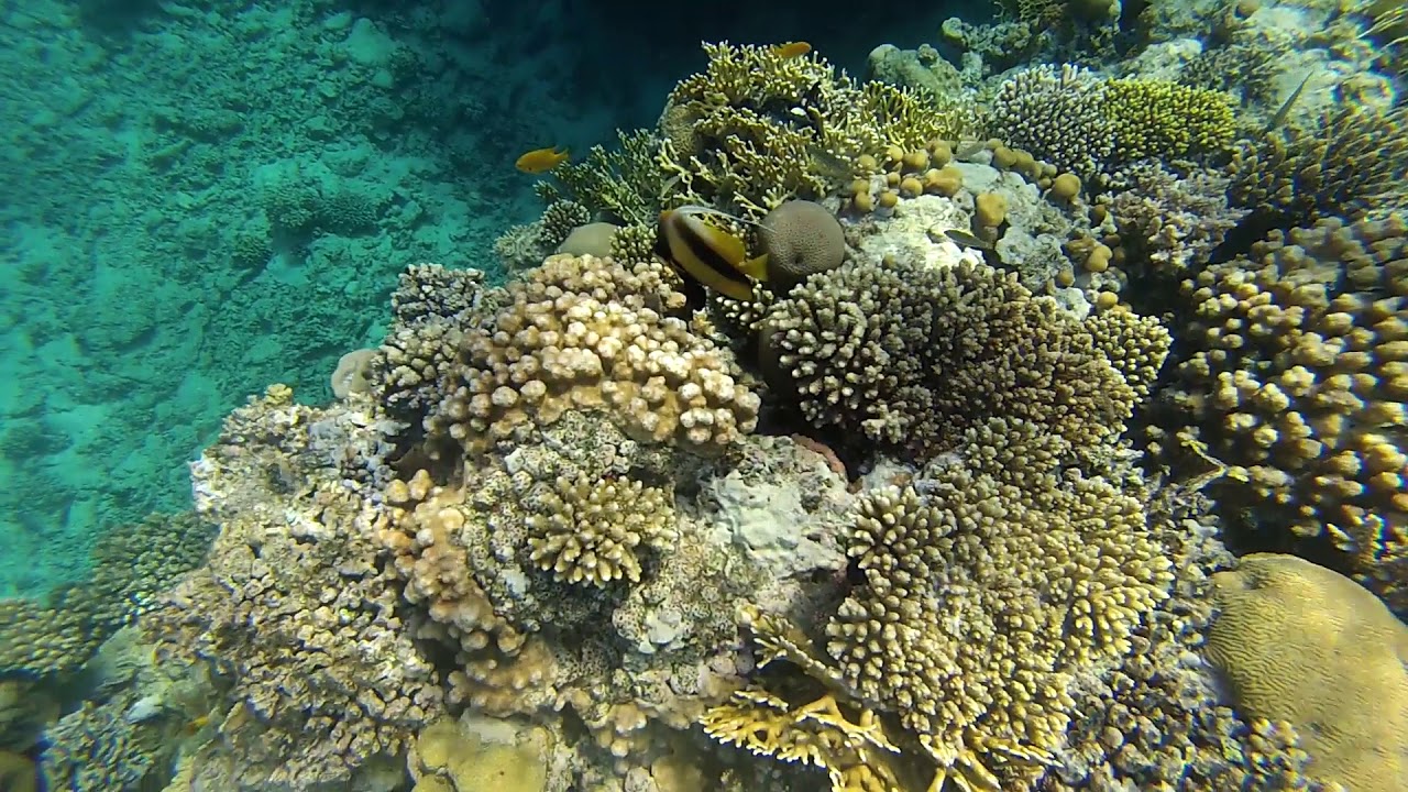 Красноморская Кабуба. Heniochus Intermedius. Red sea. Egypt