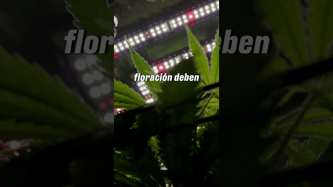 Por qué no retrasar el cambio de fotoperíodo?