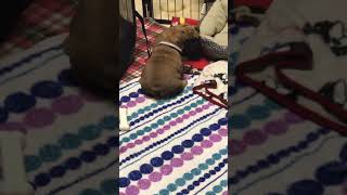 4 Week Old French Bulldog Puppies Play