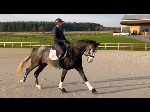 Cheval à vendre - Top Hongre 3ans Dressage Dragao x Soliman De Hus ...