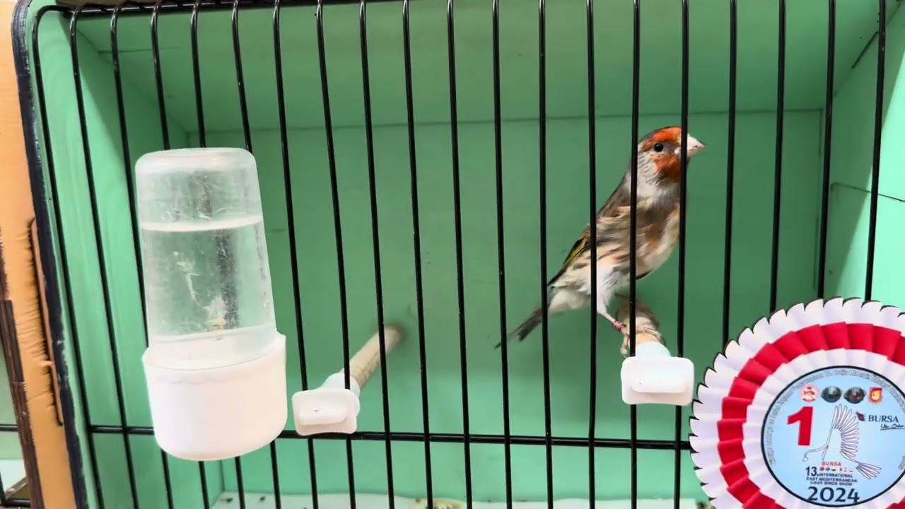 أكبر معرض طيور الزينة في تركيا ولاية بورصة الجزء الثاني قسم المواصفات الفخمة 5/7/2024