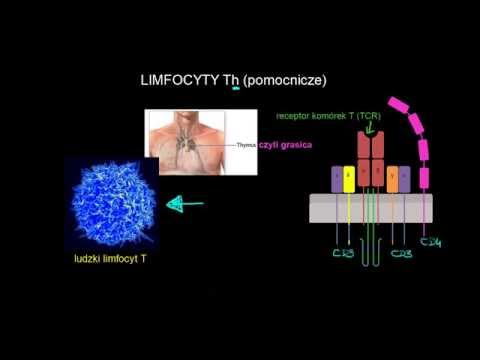 Wideo: Różnica Między Receptorem Komórek B A Receptorem Komórek T