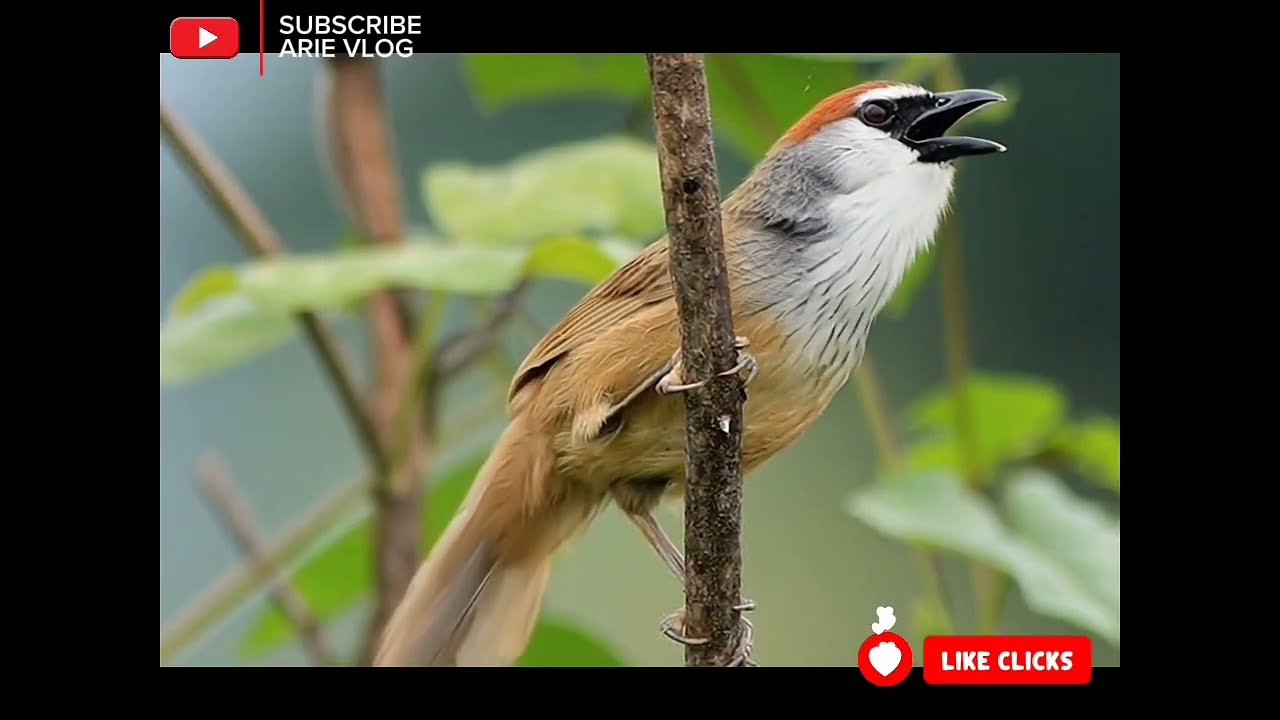 Kicau burung di alam liar untuk masteran #burung #burungkicau #kicaumania #kicau #masteranburung