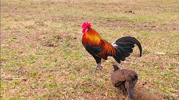 Qaib dib F1 zoo nraug