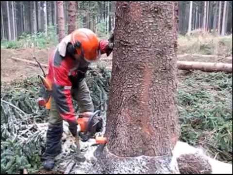 Video: Hrab černý (14 Fotografií): Popis Orientálního Stromu, Vlastnosti Dřeva, Pěstování A Reprodukce