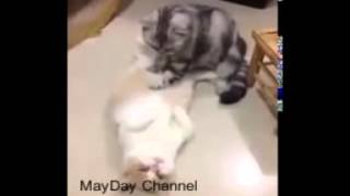 What'sapp Funny Video 2016   Kitten massage therapy   MayDay Channel new Viral