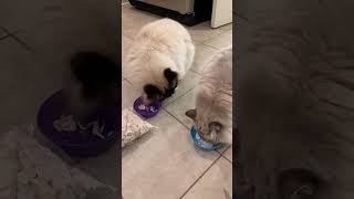 Treat time for the floofiest oldies!