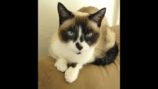 The Best of the Best Cat Ever by KittenFarm Productions 1,189 views 6 years ago 3 minutes, 16 seconds