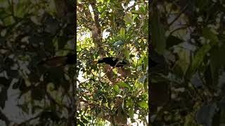 Download Lagu biarkan dia bebas terbang kemana saja. MP3