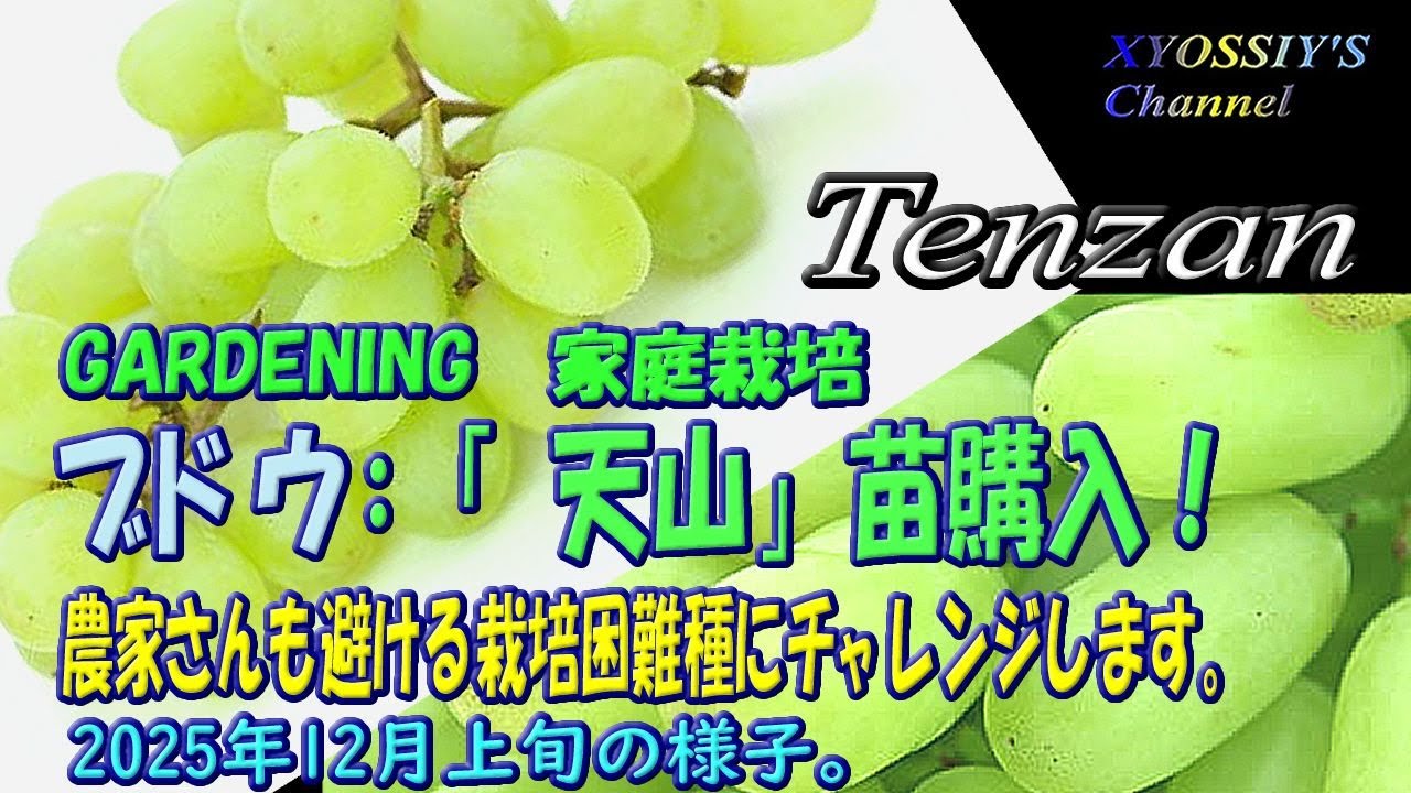 XYOSSIY Fruit Tree Channel] Early December 2025: Purchasing