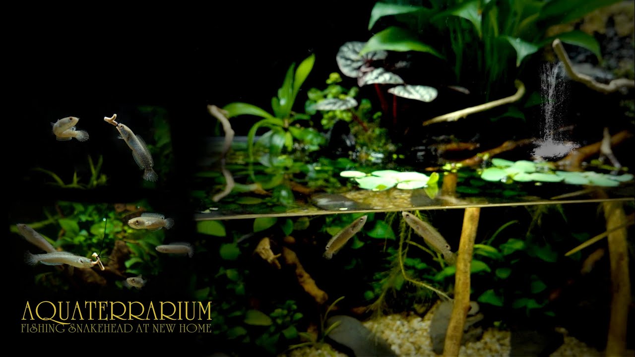 Fishing Snakeheads in Waterfall Aquaterrarium at home l DIY Filter l No co2 l No ferts l