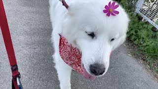 お散歩してドッグランの警備からのおやつ　Great Pyrenees　グレートピレニーズ
