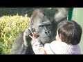 Gorilla girl welcoming her best friend boy|The Shabani Group Annie