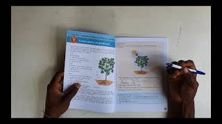 Grade 6   Science  Green Plant as Producer