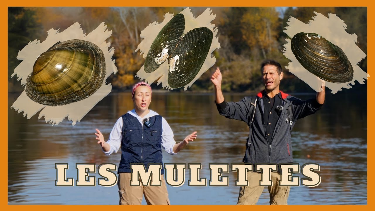 Les mulettes: c'est quoi ?