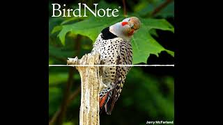 Spark Bird: H. Jon Benjamin’s Bird Reports